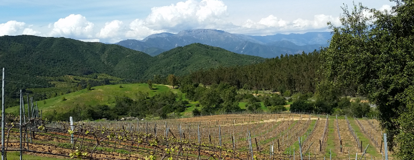 Maurizio Garibaldi is Chile’s Young Winemaker of the Year 2020!