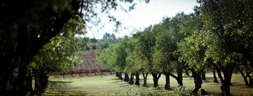 Herdade do Mouchão nieuw bij Les Généreux