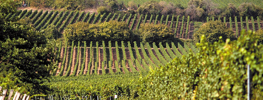 Mathieu Kauffmann van Reichsrat Von Buhl presenteert prachtige Sekt- en Riesling- wijnen